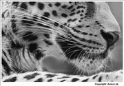 41. Important - Cats whiskers